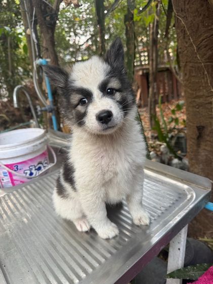 ลูกหมา บางแก้ว (พ่อ-แม่ มีเพดดีกรี) รูปที่ 4