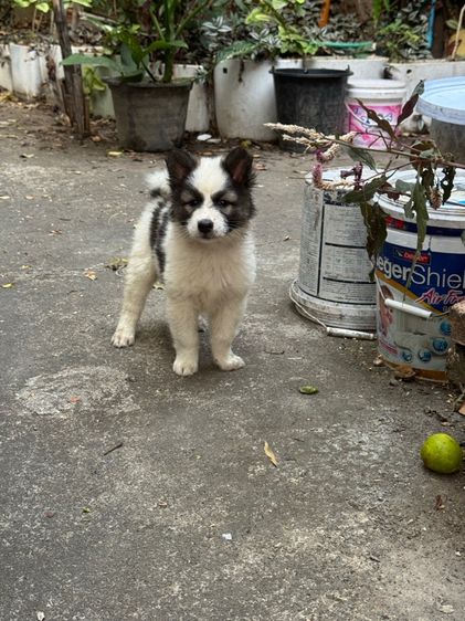บางแก้ว (Thai Bangkaew Dog) กลาง ลูกหมา บางแก้ว (พ่อ-แม่ มีเพดดีกรี)