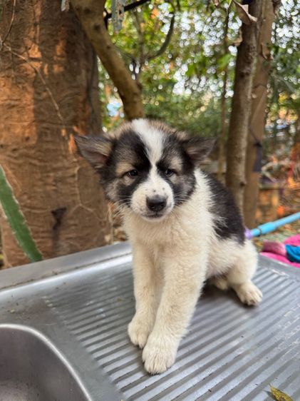 ลูกหมา บางแก้ว (พ่อ-แม่ มีเพดดีกรี) รูปที่ 5