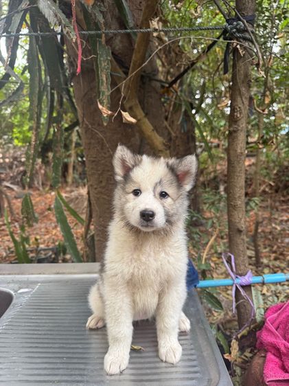 ลูกหมา บางแก้ว (พ่อ-แม่ มีเพดดีกรี) รูปที่ 2