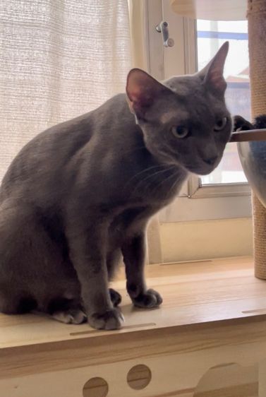 แมวสีสวาด แมวโคราช