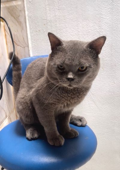 บริติส สีบลูส์ (แท้จากอังกฤษ) รูปที่ 2