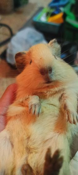 เเก๊สบี้ ขวัญ ตะเภา รูปที่ 2