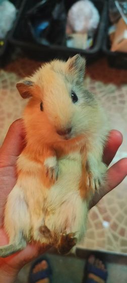 เเก๊สบี้ ขวัญ ตะเภา รูปที่ 4