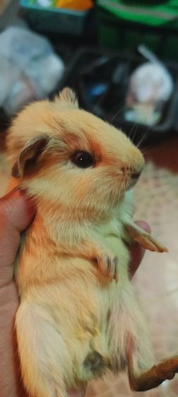 เเก๊สบี้ ขวัญ ตะเภา