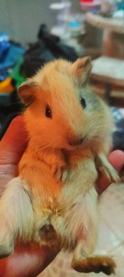 เเก๊สบี้ ขวัญ ตะเภา รูปที่ 6