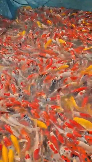 ปลาคราฟลูกนอก