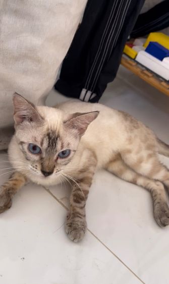 เบงกอล สีสโนว์ลิ้ง ตาฟ้า (แท้จากรัสเซีย) รูปที่ 4