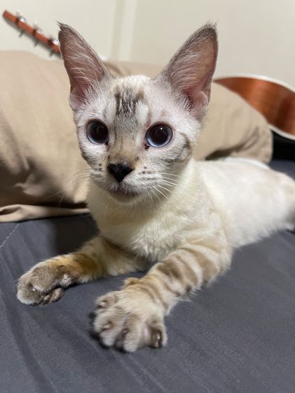 เบงกอล สีสโนว์ลิ้ง ตาฟ้า (แท้จากรัสเซีย) รูปที่ 3