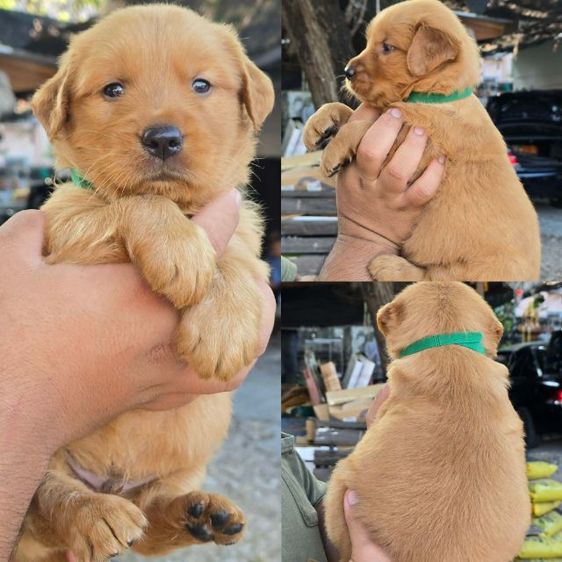 ลูกสุนัขโกลเด้นแท้ เกรดโอเวอร์ไซส์