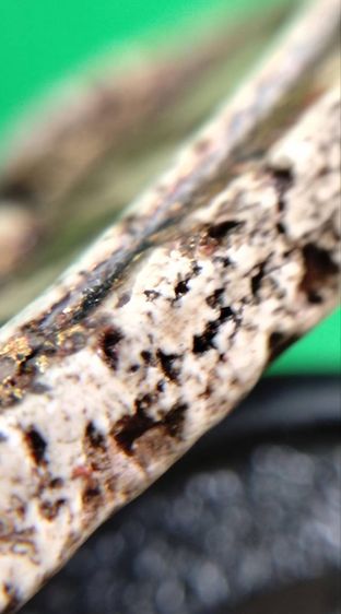 พระสมเด็จวัดระฆัง บางขุนพรหม เกศไชโย หลวงปู่ภู หลวงปู่นาค รูปที่ 11