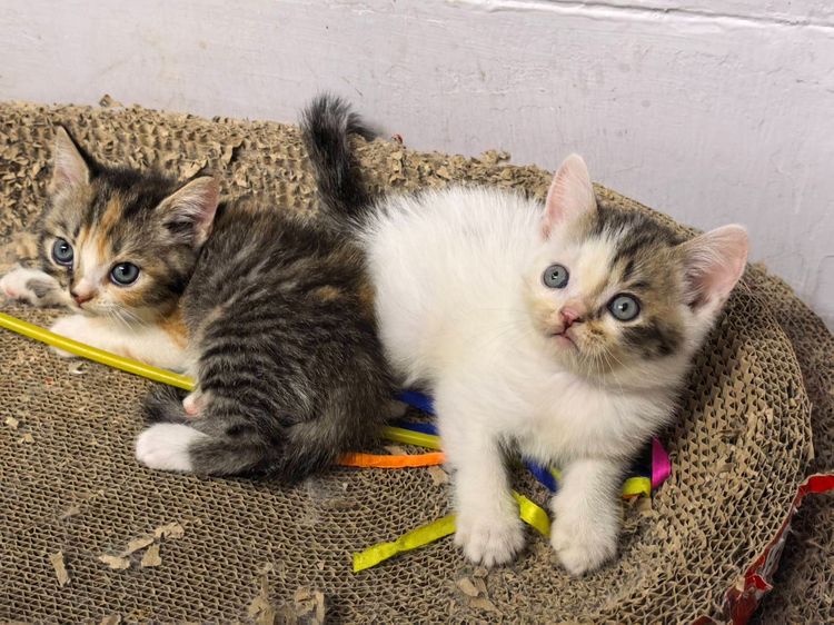 แมวสก็อตติซโฟลด์