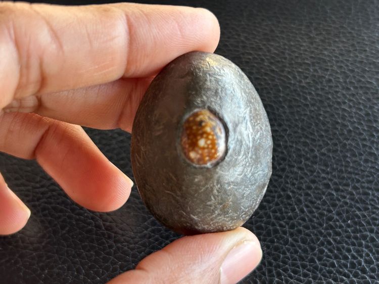 เบี้ยแก้ตะกั่วไม่ทราบที่