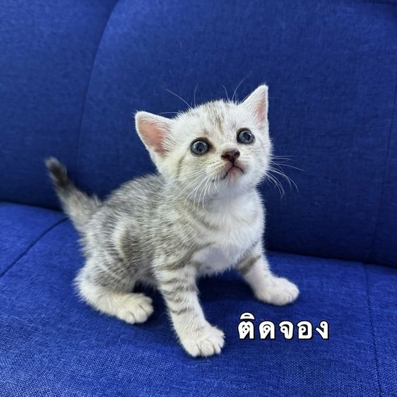 ลูกแมวสก๊อตติชโฟลด์ รูปที่ 4