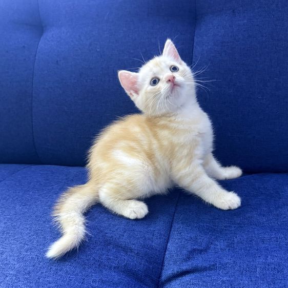 ลูกแมวสก๊อตติชโฟลด์ รูปที่ 2