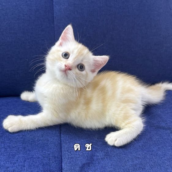 ลูกแมวสก๊อตติชโฟลด์