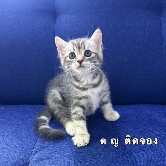 ลูกแมวสก๊อตติชโฟลด์ รูปที่ 3