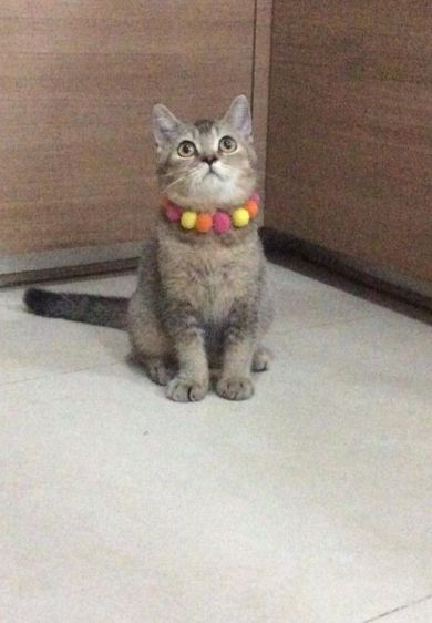 สก็อตติช โฟลด์ (Scottish Fold) สก็อตติชโฟลด์ เพศผู้