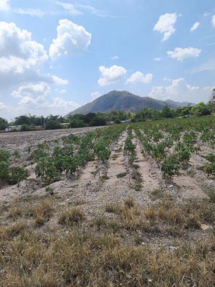 ใช่ ขายที่ถ.ข้าวหลามชลบุรี รูปที่ 4