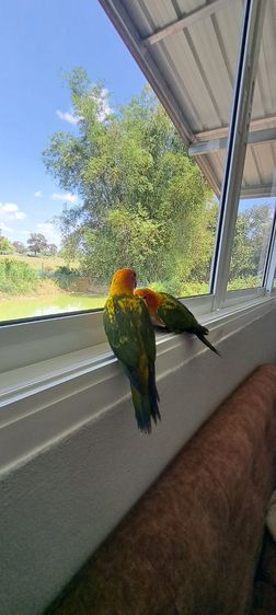 ซันคอนัวร์เพศผู้เชื่องๆพร้อมใบตรวจเพศ ป้อนมือ รูปที่ 3