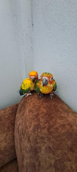 ซันคอนัวร์เพศผู้เชื่องๆพร้อมใบตรวจเพศ ป้อนมือ รูปที่ 2