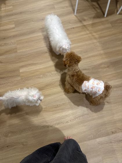 เปิดจองพุดเดิ้ล รูปที่ 3