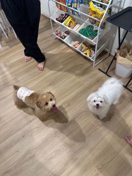 เปิดจองพุดเดิ้ล รูปที่ 2