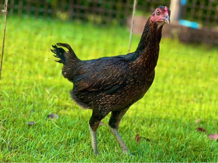 ไก่สาว สายน่าทำแม่ สวยมาก หลานเยียรสนั่น หลานคลังแสง33ล้าน  หลานชามะนาว สวยจัด  สายเงินล้าน รูปที่ 4