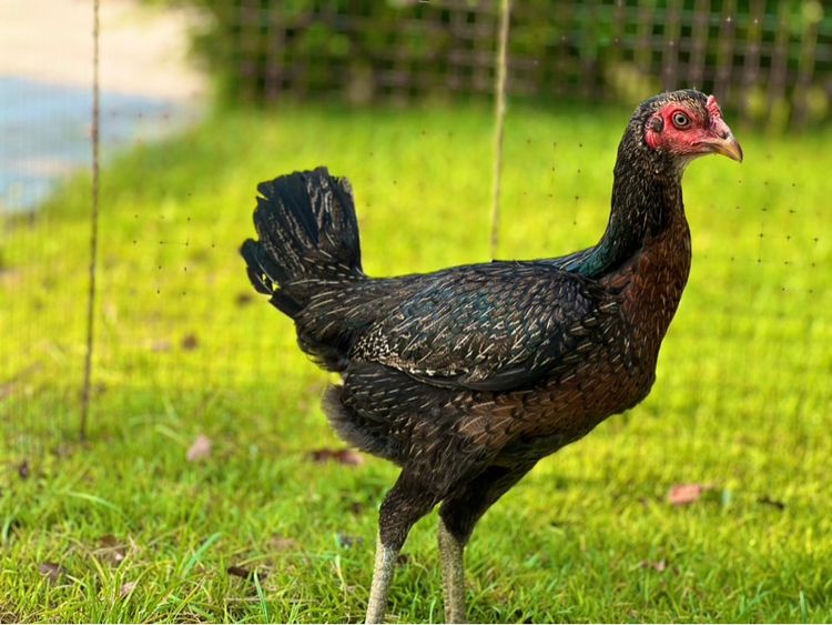 ไก่สาว สายน่าทำแม่ สวยมาก หลานเยียรสนั่น หลานคลังแสง33ล้าน  หลานชามะนาว สวยจัด  สายเงินล้าน รูปที่ 7