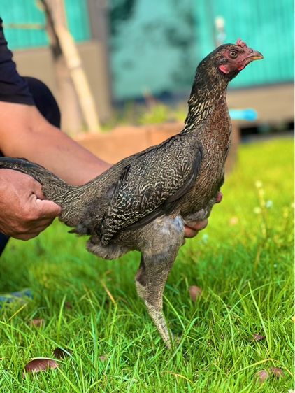 ไก่สาว สายน่าทำแม่ สวยมาก หลานเยียรสนั่น หลานคลังแสง33ล้าน  หลานชามะนาว สวยจัด  สายเงินล้าน รูปที่ 9