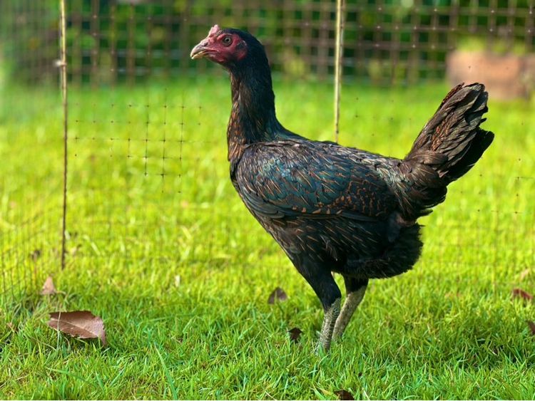 ไก่สาว สายน่าทำแม่ สวยมาก หลานเยียรสนั่น หลานคลังแสง33ล้าน  หลานชามะนาว สวยจัด  สายเงินล้าน รูปที่ 5