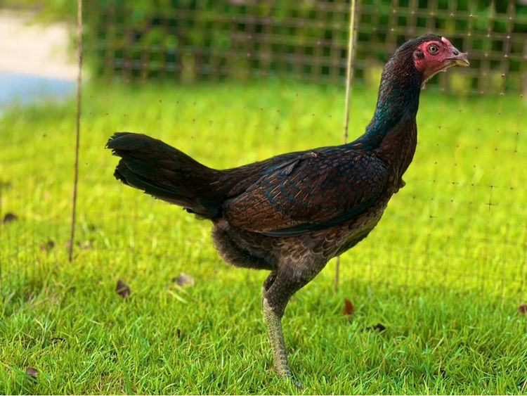 ไก่สาว สายน่าทำแม่ สวยมาก หลานเยียรสนั่น หลานคลังแสง33ล้าน  หลานชามะนาว สวยจัด  สายเงินล้าน รูปที่ 2