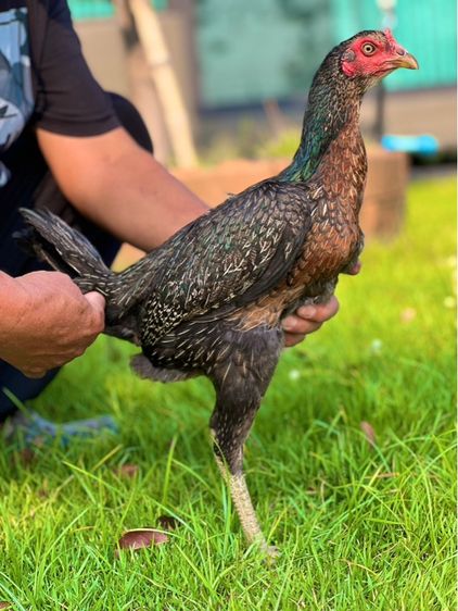 ไก่สาว สายน่าทำแม่ สวยมาก หลานเยียรสนั่น หลานคลังแสง33ล้าน  หลานชามะนาว สวยจัด  สายเงินล้าน รูปที่ 8