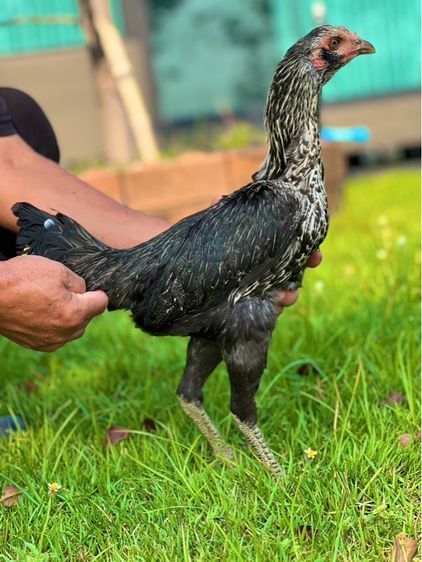 ไก่สาว สายน่าทำแม่ สวยมาก หลานเยียรสนั่น หลานคลังแสง33ล้าน  หลานชามะนาว สวยจัด  สายเงินล้าน รูปที่ 10