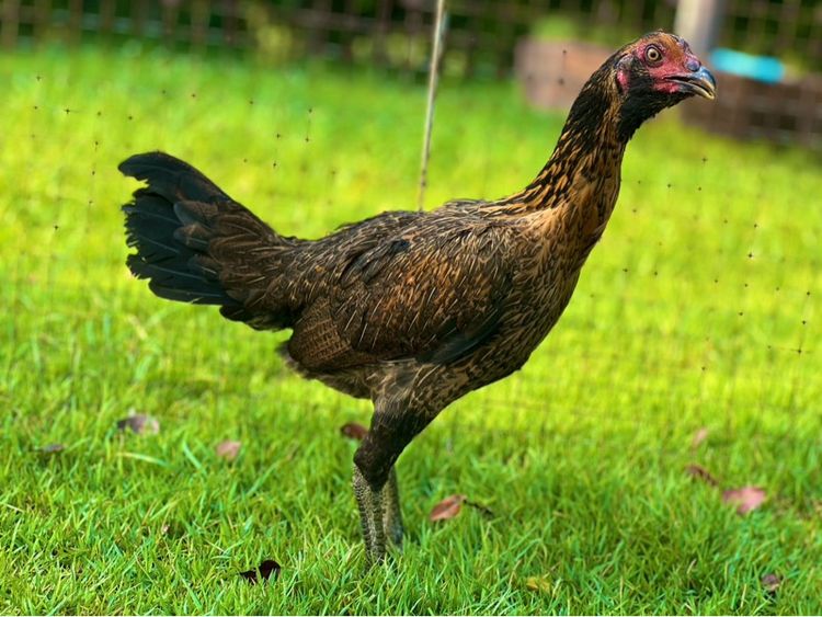 ไก่สาว สายน่าทำแม่ สวยมาก หลานเยียรสนั่น หลานคลังแสง33ล้าน  หลานชามะนาว สวยจัด  สายเงินล้าน รูปที่ 3