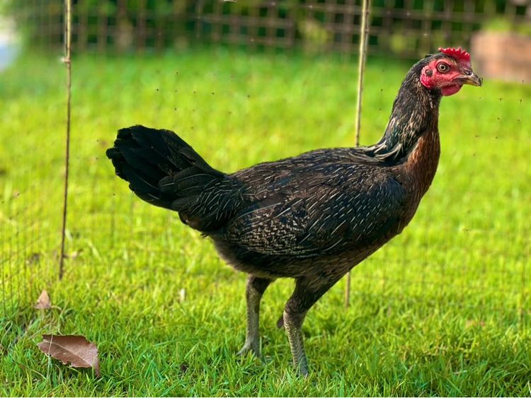 ไก่สาว สายน่าทำแม่ สวยมาก หลานเยียรสนั่น หลานคลังแสง33ล้าน  หลานชามะนาว สวยจัด  สายเงินล้าน รูปที่ 6