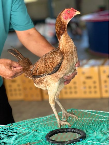 แบ่งไก่สาวพร้อมใข่สายเงินล้าน หลานคลังแสง33ล้าน หลานโงกุล หลานเยียรสนั่น สายสมีสุวรรน อาราดิน ส สสนั่น ชโชคเจริญ  รูปที่ 7
