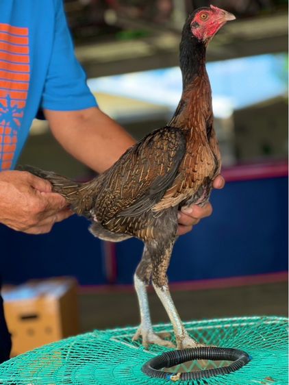 แบ่งไก่สาวพร้อมใข่สายเงินล้าน หลานคลังแสง33ล้าน หลานโงกุล หลานเยียรสนั่น สายสมีสุวรรน อาราดิน ส สสนั่น ชโชคเจริญ  รูปที่ 2