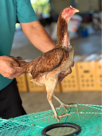 แบ่งไก่สาวพร้อมใข่สายเงินล้าน หลานคลังแสง33ล้าน หลานโงกุล หลานเยียรสนั่น สายสมีสุวรรน อาราดิน ส สสนั่น ชโชคเจริญ  รูปที่ 8