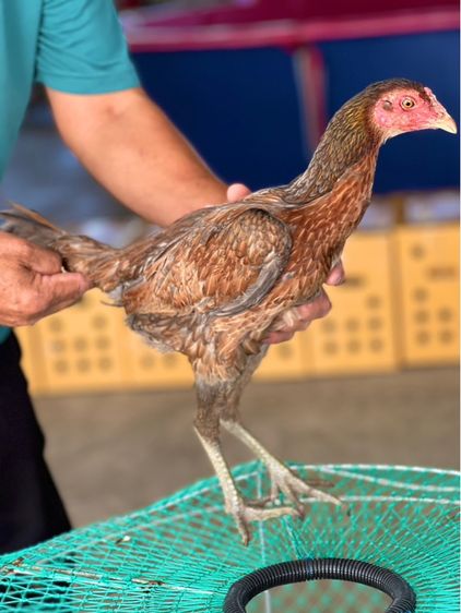 แบ่งไก่สาวพร้อมใข่สายเงินล้าน หลานคลังแสง33ล้าน หลานโงกุล หลานเยียรสนั่น สายสมีสุวรรน อาราดิน ส สสนั่น ชโชคเจริญ  รูปที่ 4