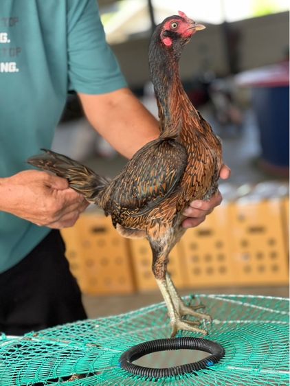 แบ่งไก่สาวพร้อมใข่สายเงินล้าน หลานคลังแสง33ล้าน หลานโงกุล หลานเยียรสนั่น สายสมีสุวรรน อาราดิน ส สสนั่น ชโชคเจริญ 