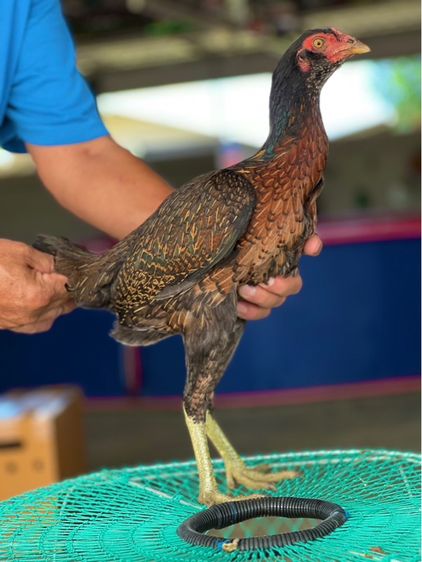 แบ่งไก่สาวพร้อมใข่สายเงินล้าน หลานคลังแสง33ล้าน หลานโงกุล หลานเยียรสนั่น สายสมีสุวรรน อาราดิน ส สสนั่น ชโชคเจริญ  รูปที่ 5