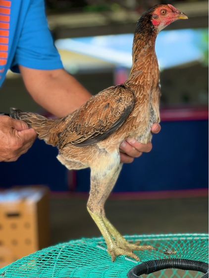 แบ่งไก่สาวพร้อมใข่สายเงินล้าน หลานคลังแสง33ล้าน หลานโงกุล หลานเยียรสนั่น สายสมีสุวรรน อาราดิน ส สสนั่น ชโชคเจริญ  รูปที่ 6