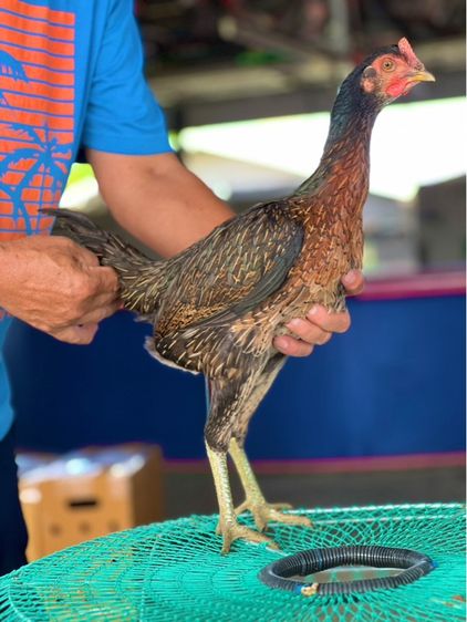 แบ่งไก่สาวพร้อมใข่สายเงินล้าน หลานคลังแสง33ล้าน หลานโงกุล หลานเยียรสนั่น สายสมีสุวรรน อาราดิน ส สสนั่น ชโชคเจริญ  รูปที่ 3