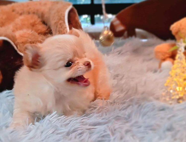 ลูกชิวาวาพันธุ์แท้ ขนยาว พ่อแม่จากสายพันธุ์เพ็ดดีกรี รูปที่ 5