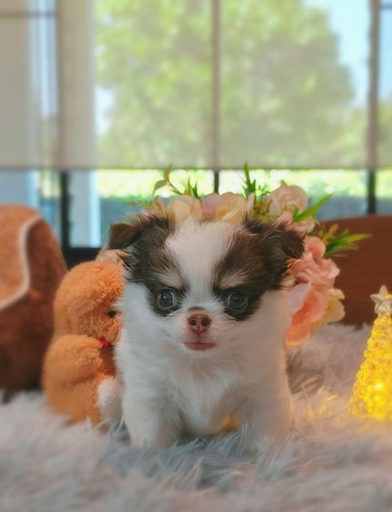 ลูกชิวาวาพันธุ์แท้ ขนยาว พ่อแม่จากสายพันธุ์เพ็ดดีกรี รูปที่ 15