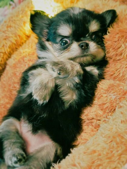 ลูกชิวาวาพันธุ์แท้ ขนยาว พ่อแม่จากสายพันธุ์เพ็ดดีกรี รูปที่ 2