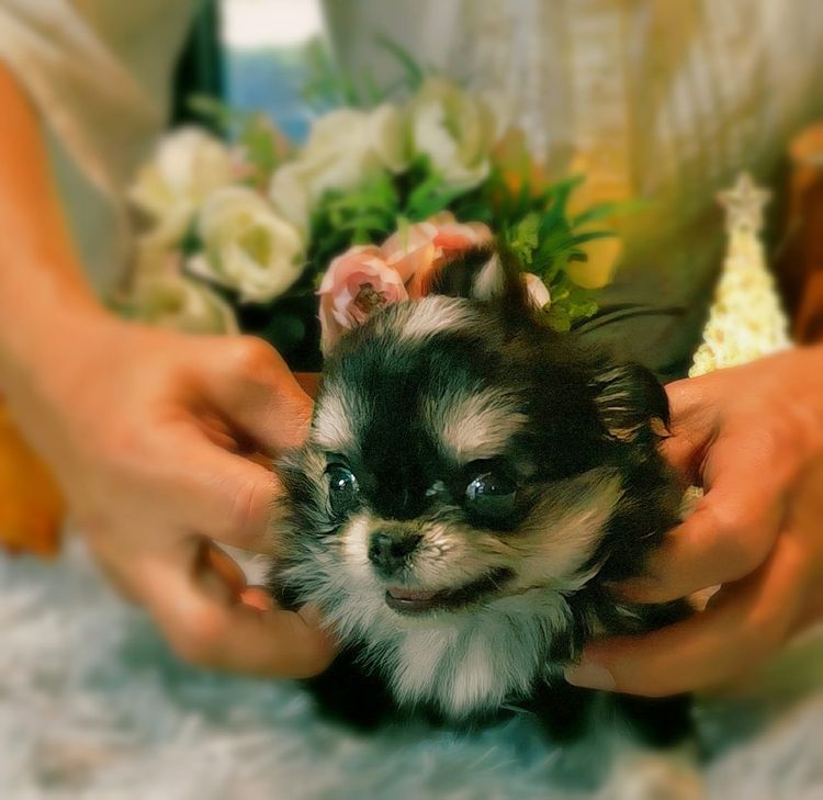 ลูกชิวาวาพันธุ์แท้ ขนยาว พ่อแม่จากสายพันธุ์เพ็ดดีกรี รูปที่ 4