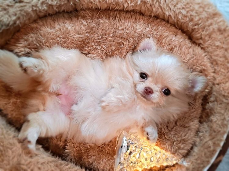 ลูกชิวาวาพันธุ์แท้ ขนยาว พ่อแม่จากสายพันธุ์เพ็ดดีกรี รูปที่ 8