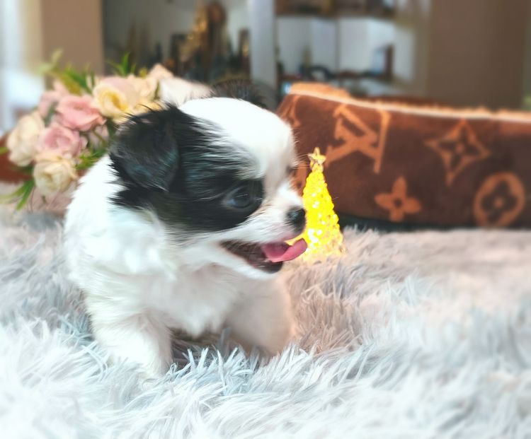 ลูกชิวาวาพันธุ์แท้ ขนยาว พ่อแม่จากสายพันธุ์เพ็ดดีกรี รูปที่ 11